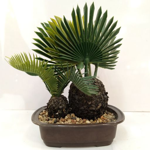 BONSAI TREE