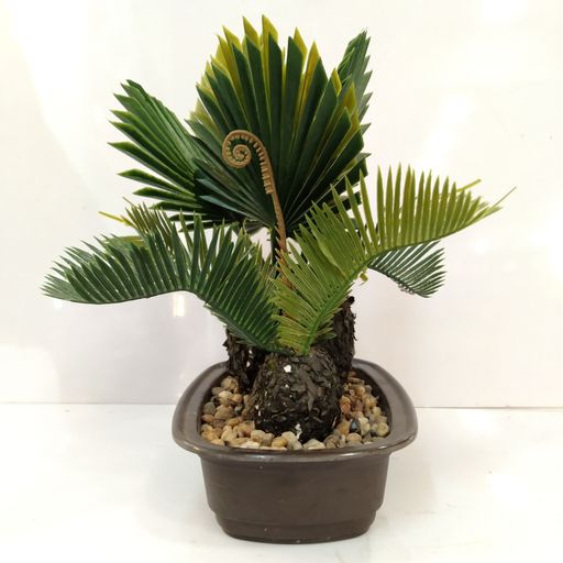 BONSAI TREE