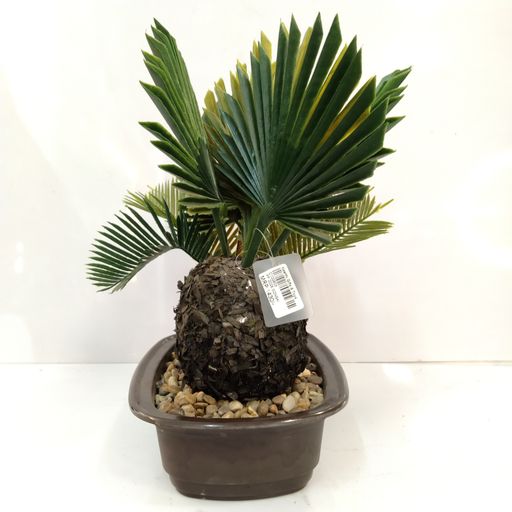 BONSAI TREE
