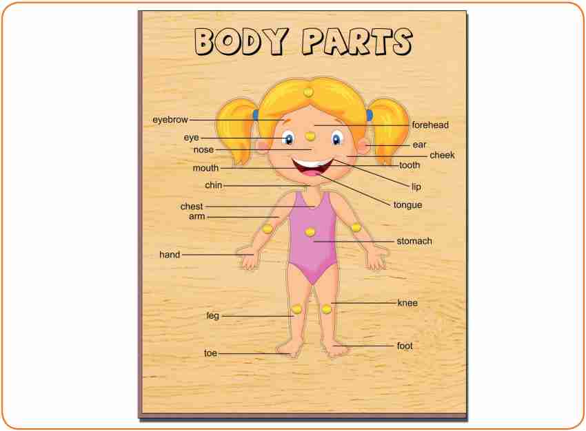Wooden Puzzles Toddlers Parts of Human Body Puzzles with Knobs Educational Puzzle Learning Aid for Boys and Girls Kids Students Brain Development And Learning sets
