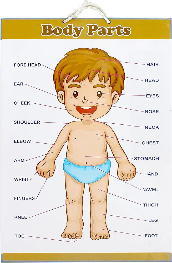 Alphabets Educational Early Learning 2 sided MDF Cardboard Wall Charts for Kids, Students, Teachers,Perfect for home or classroom use..