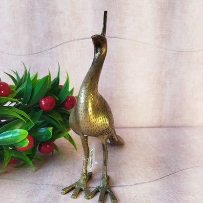 Colour Peacock