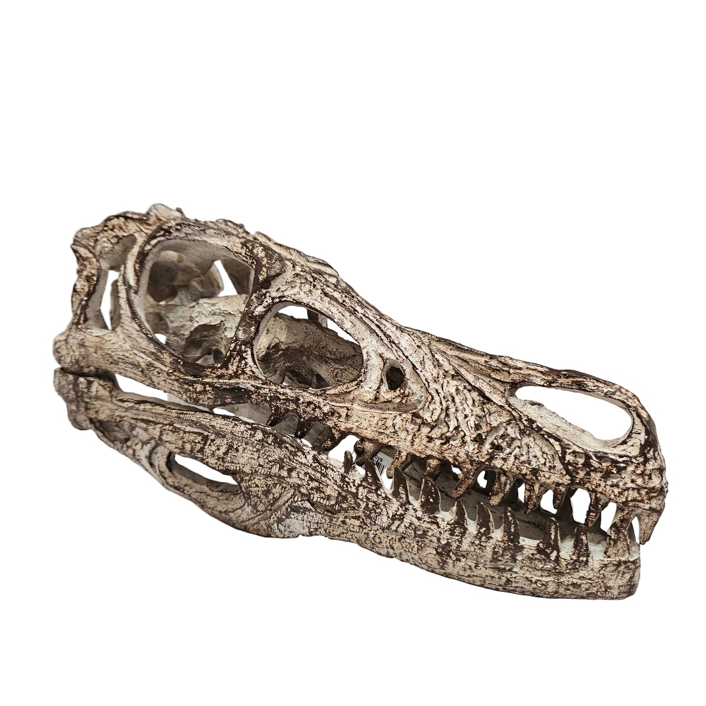 Highly detailed Velociraptor skull model made from weathered resin Showpiece Figurine