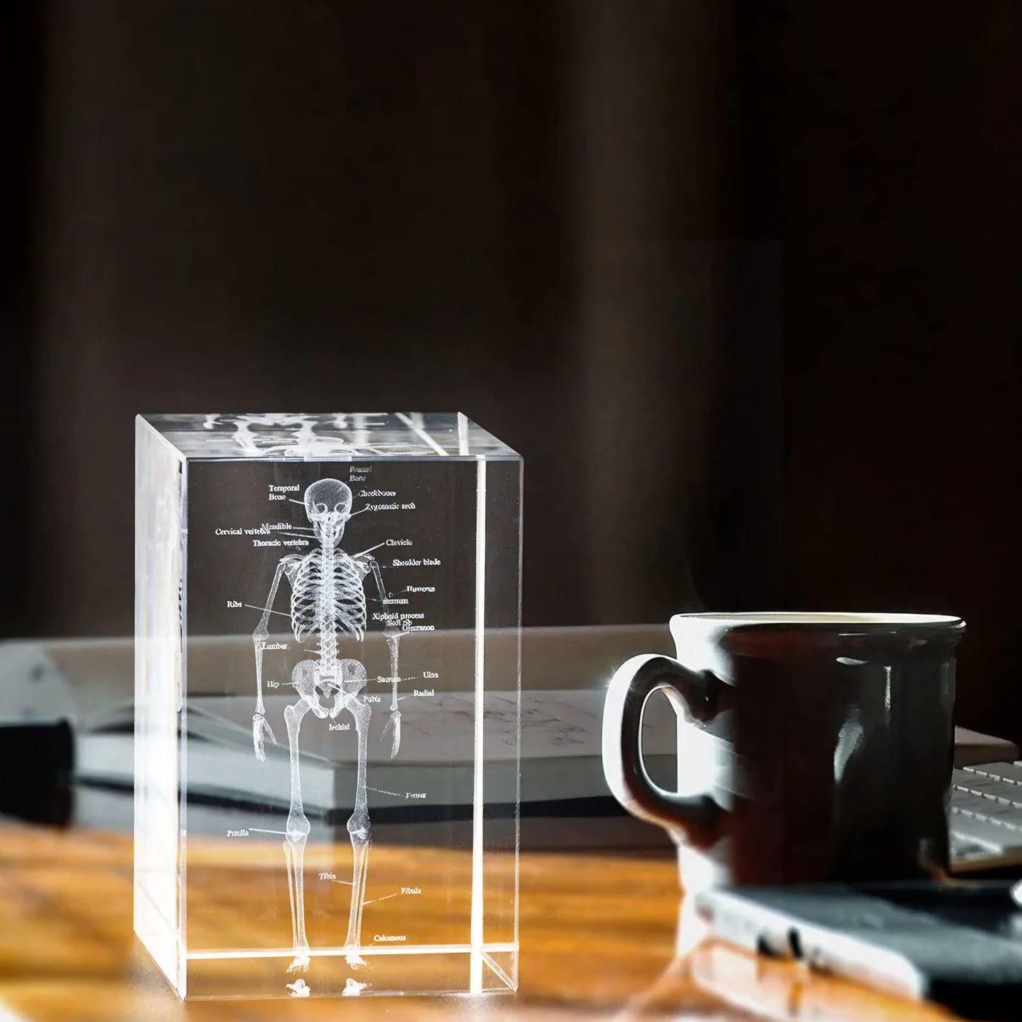 3D Human Skeleton Crystal Model, Laser Etched Anatomical Model for Home and Office Decoration, Osteologists Gifts
