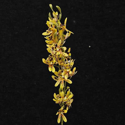 Boat orchid Artificial Floweral stick to bring attractive elegant look to your home,Garden & Office