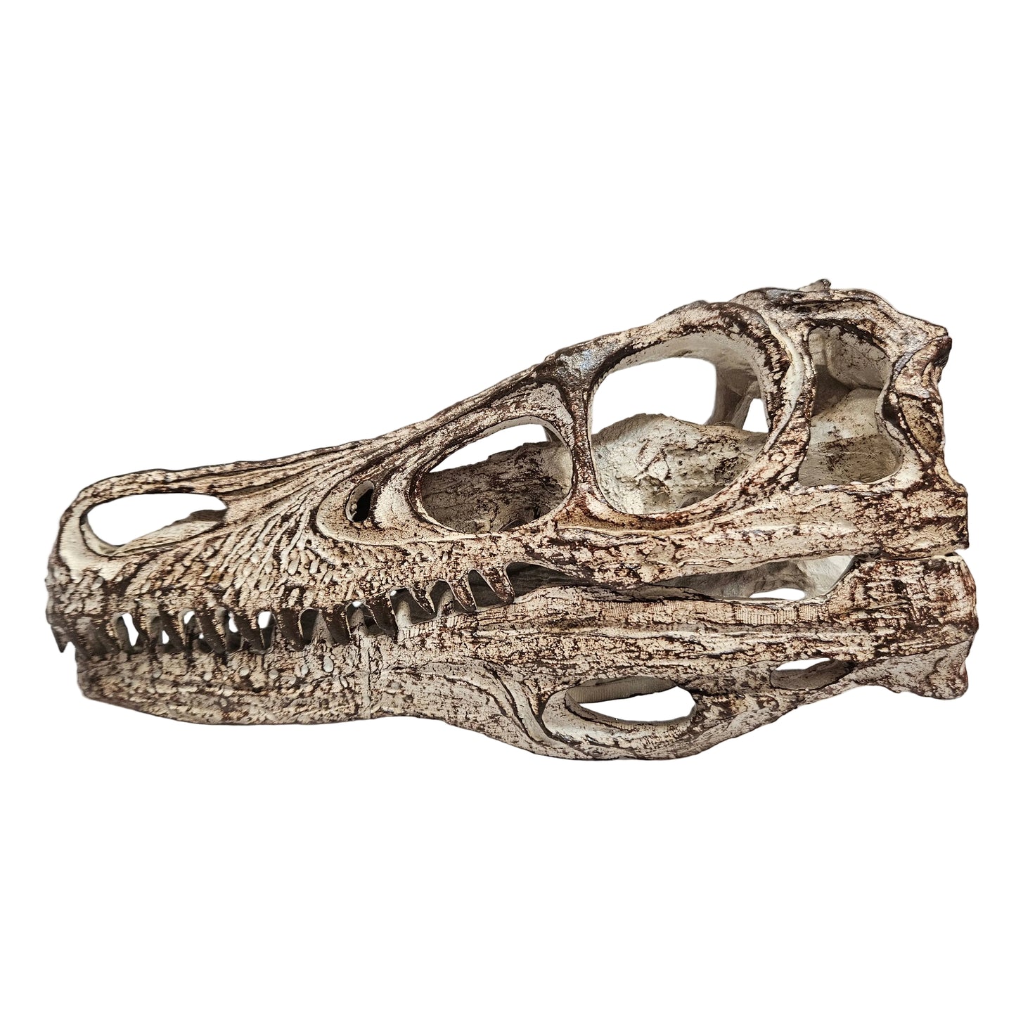 Highly detailed Velociraptor skull model made from weathered resin Showpiece Figurine