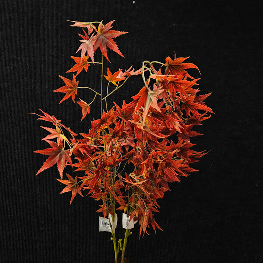 Acer palmatum banquet artificial stick to bring attractive elegant look to your home & Office
