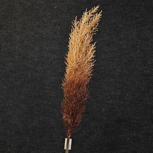 Artificial Pampas grass to bring attractive elegant look to your home & Office