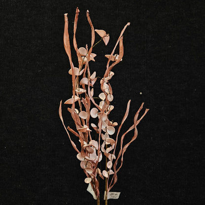 Ceropegia woodii Artificial banquet floweral stick to bring attractive elegant look to your home,Garden & Office
