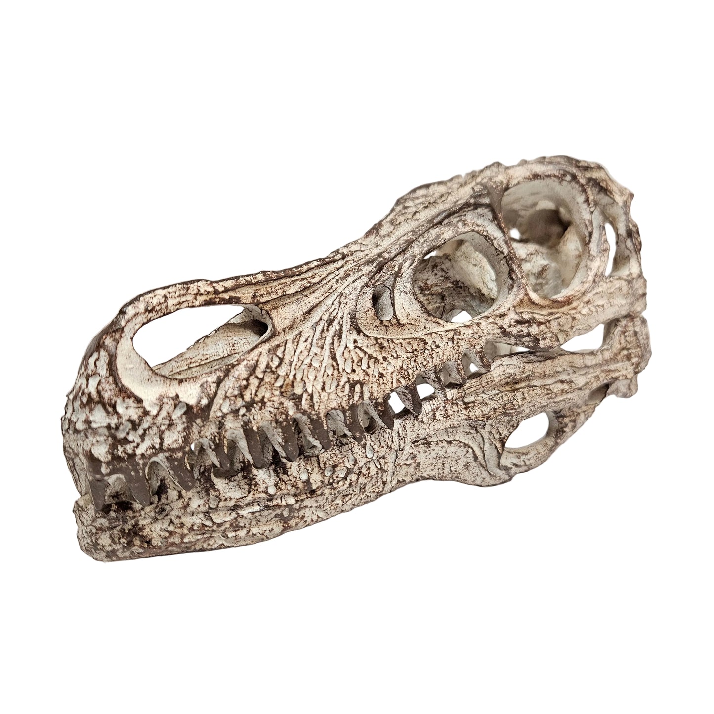 Highly detailed Velociraptor skull model made from weathered resin Showpiece Figurine