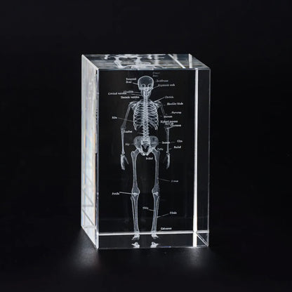 3D Human Skeleton Crystal Model, Laser Etched Anatomical Model for Home and Office Decoration, Osteologists Gifts